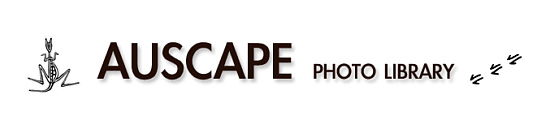Auscape Photo Library